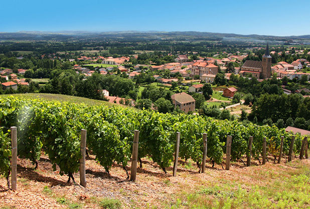 Vignobles aux alentours du camping d’Arpheuilles proche de Roanne